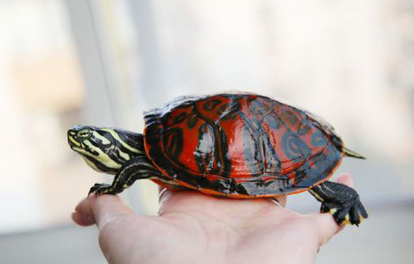 新手适合养哪些乌龟?最适合新手龟友饲养的乌龟品种 - 知乎