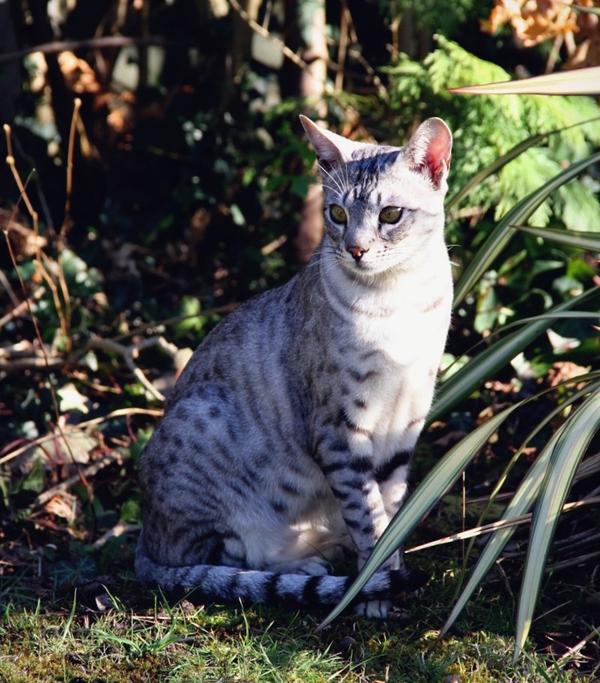 养热带草原猫savannah是什么体验