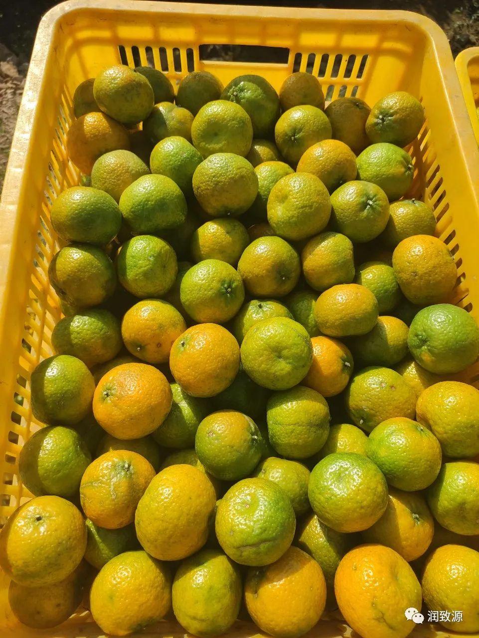 新会陈皮柑果采摘季开锣了您准备收藏吗