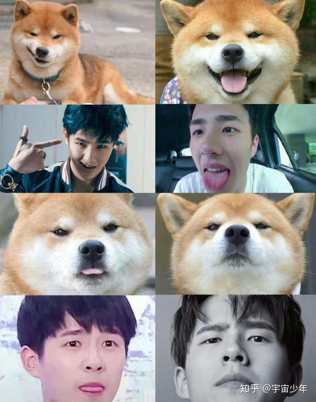 柴太郎作为犬界清新的人气明星,还撞脸国民弟弟刘昊然,一张微笑脸就能