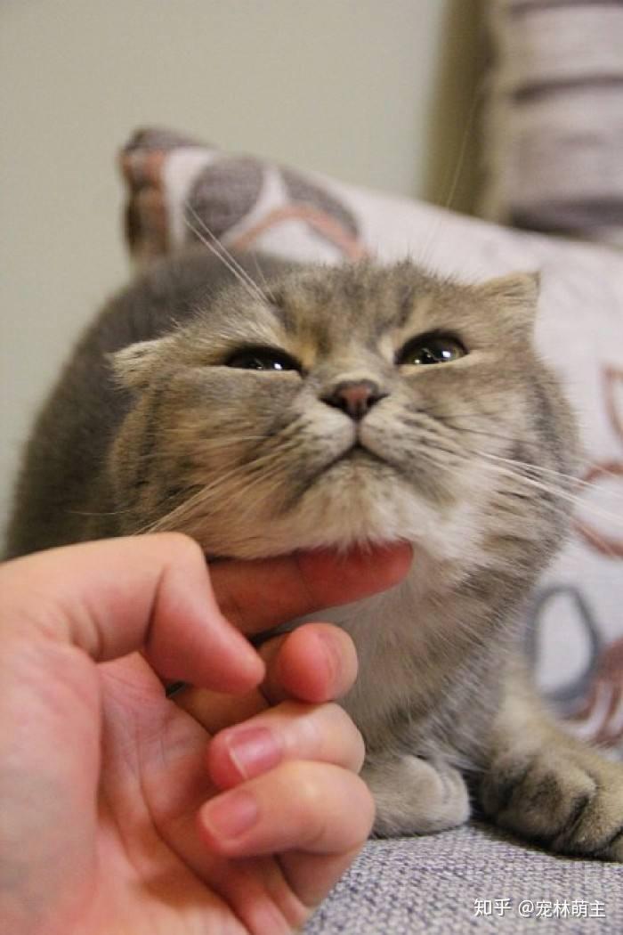 摸猫咪哪里猫咪最舒服? - 知乎