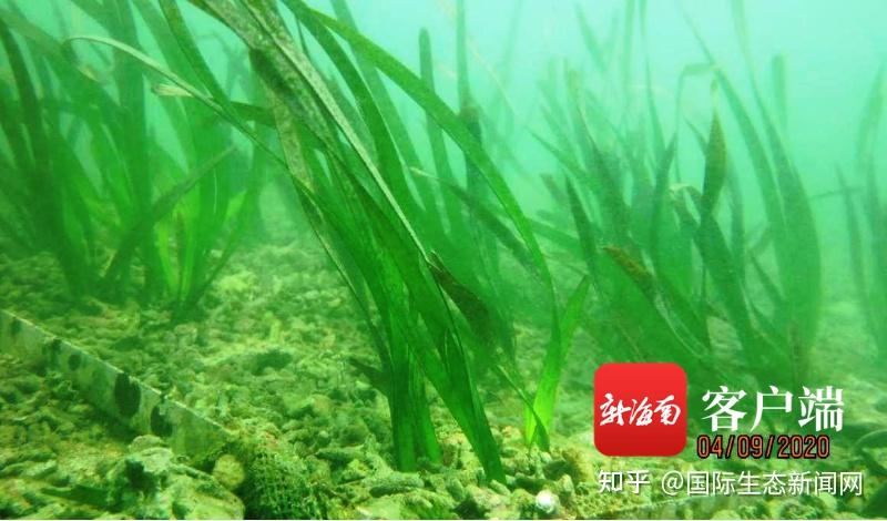 恢复生态学 案例学习-中国海草生态系统修复 - 知乎