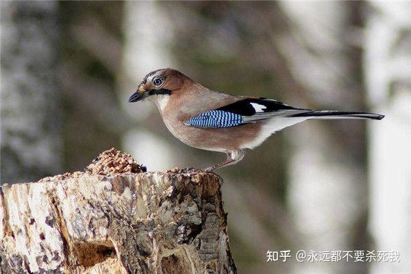 濒临灭绝的鸦科生物:琉球松鸦🤓 - 知乎