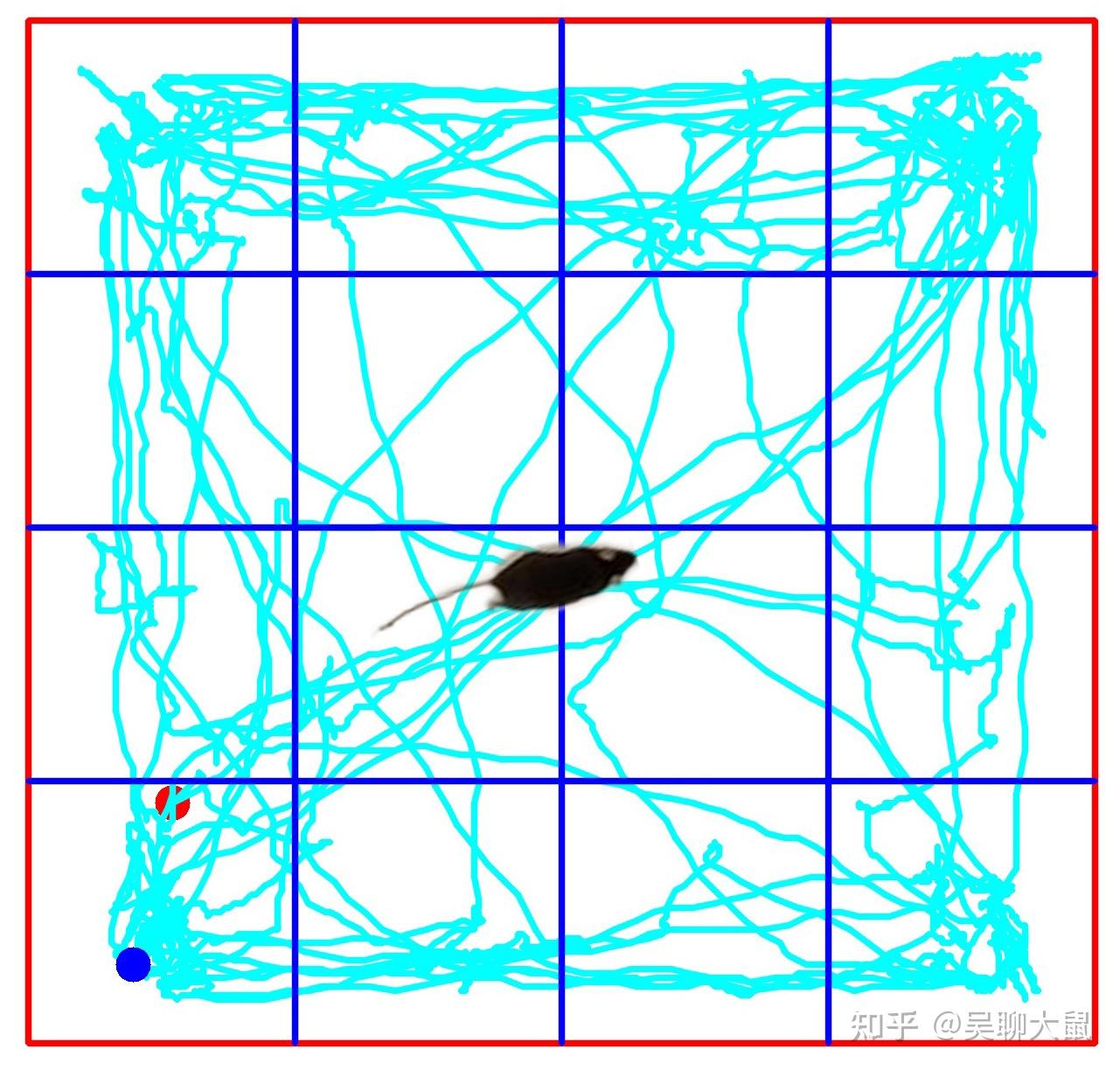 旷场实验的实验流程是什么?旷场实验中有哪些测试指标和注意事项? - 知乎