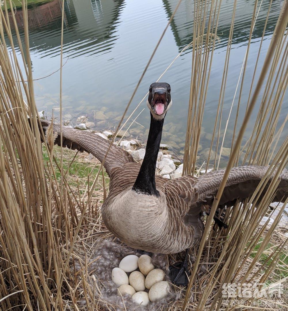 下蛋鹅每天喂多少料,鹅产蛋期饲料配方