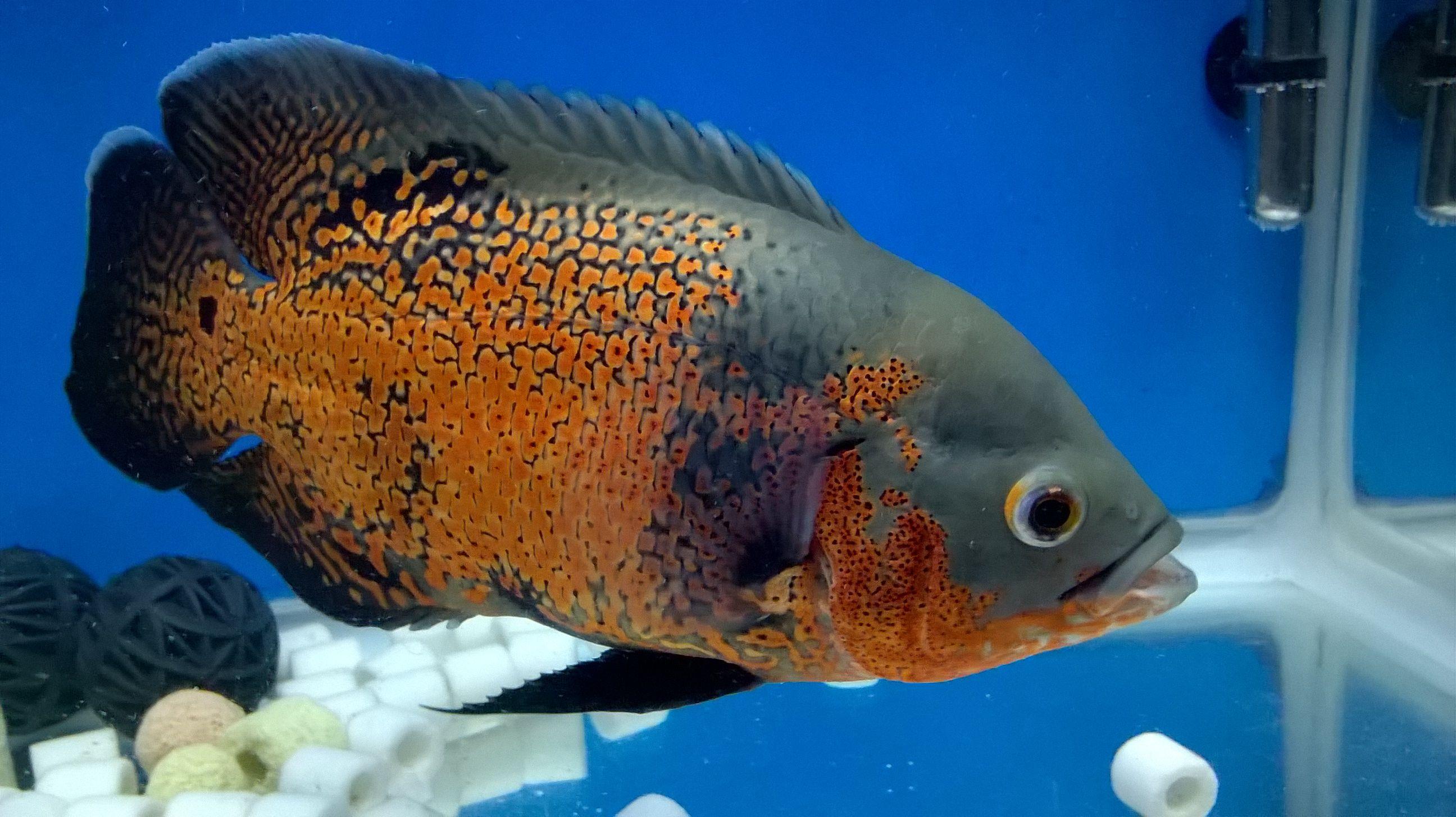 地图鱼是原产于南美洲的一种高档热带观赏鱼类,它们有着色彩绚丽的