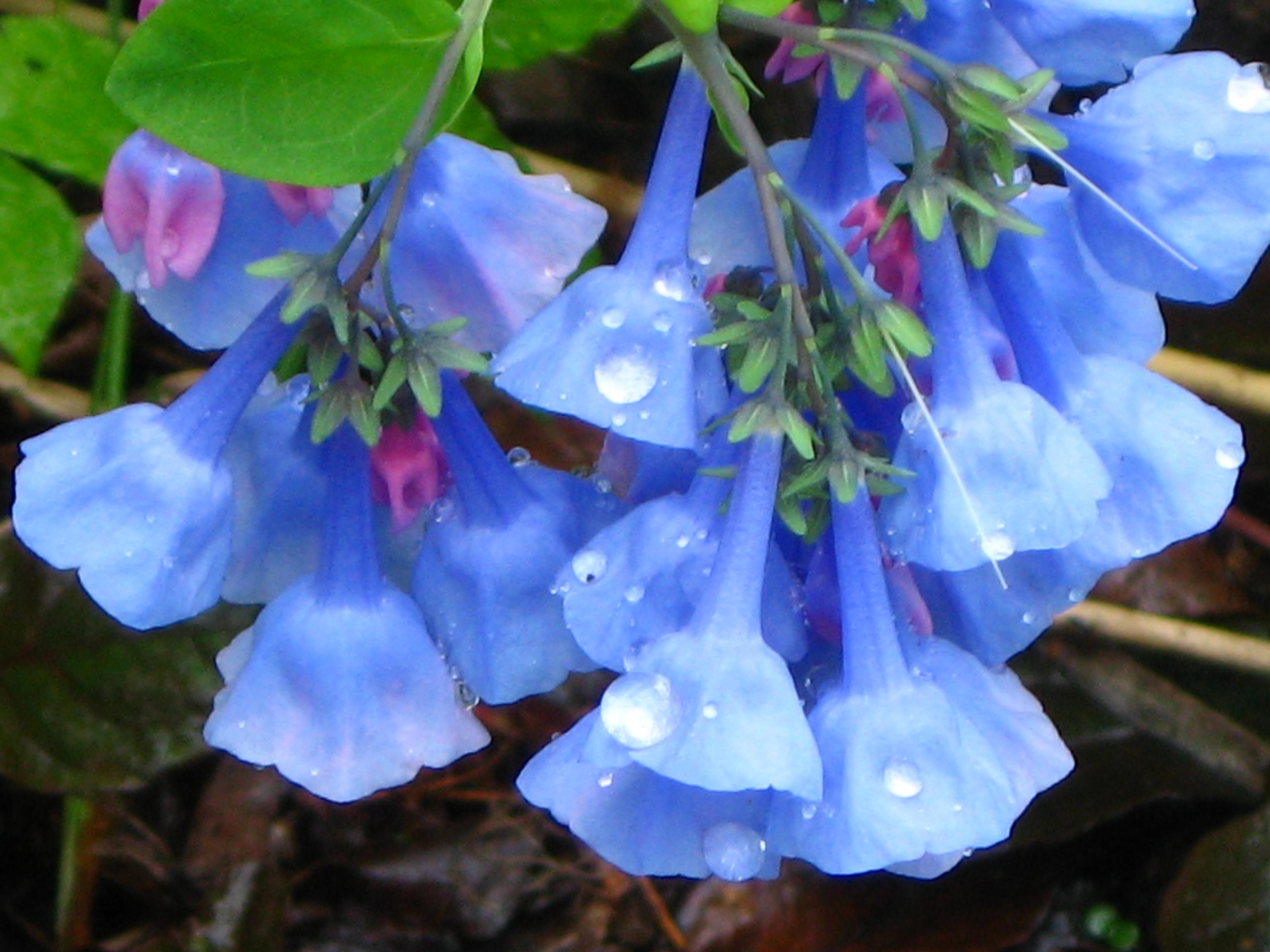 紫草科花卉:滨紫草及其他