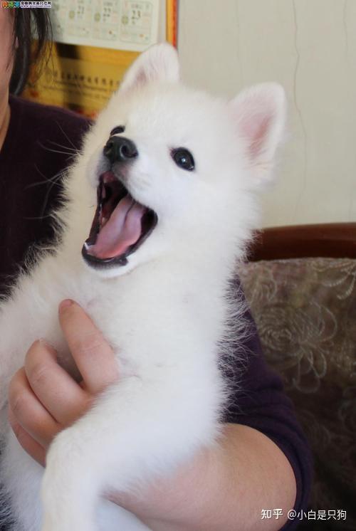 “银狐犬”为何如此少人饲养?养过的都懂,太难养了! - 知乎