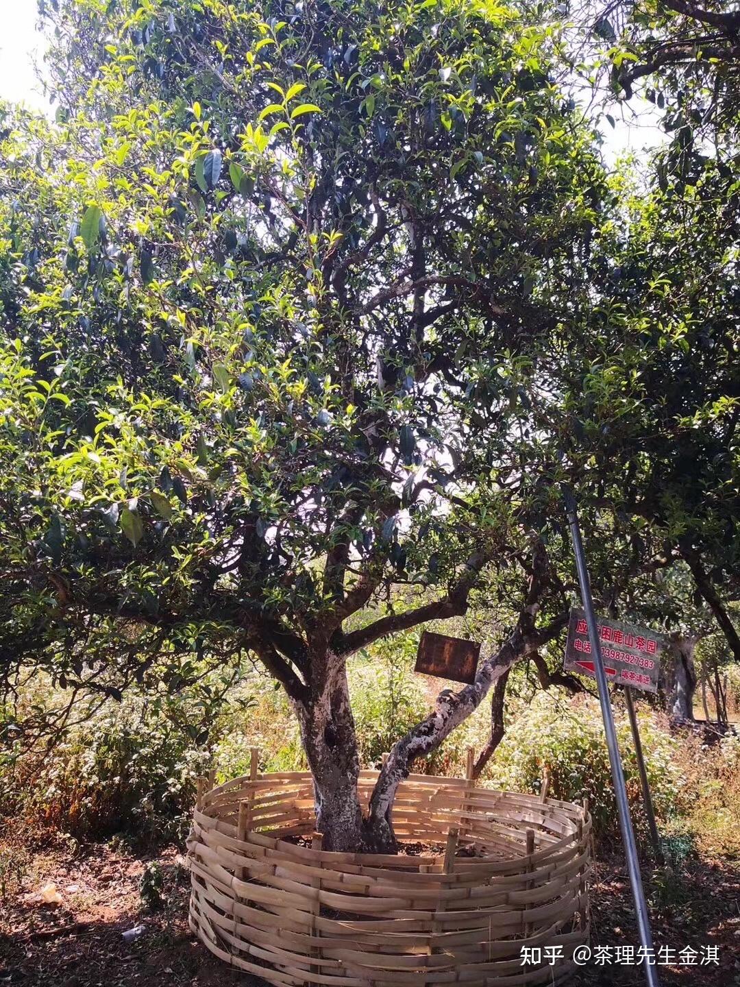 跟着金琪老师去学茶……困鹿山古树茶