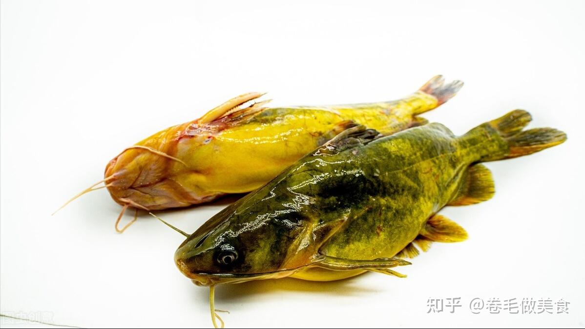黄颡鱼的功效与禁忌图片