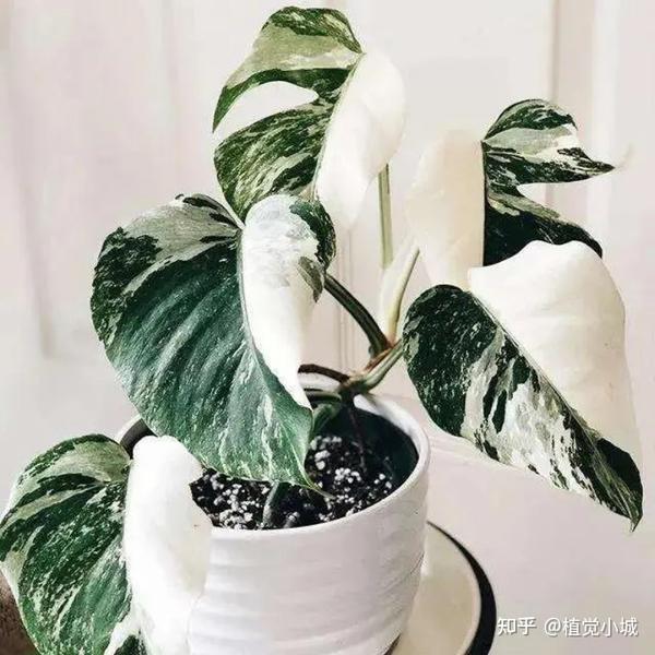 100种观叶植物 | No.5 龟背竹养护攻略 - 知乎