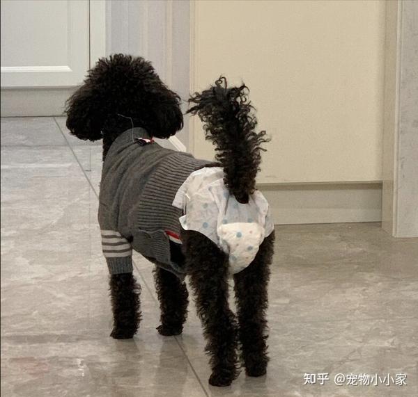 养公狗和母狗的区别有多大？看完再去选择，非常有用 - 知乎