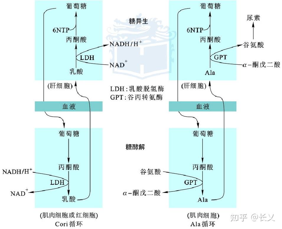 糖异生途径思维导图图片