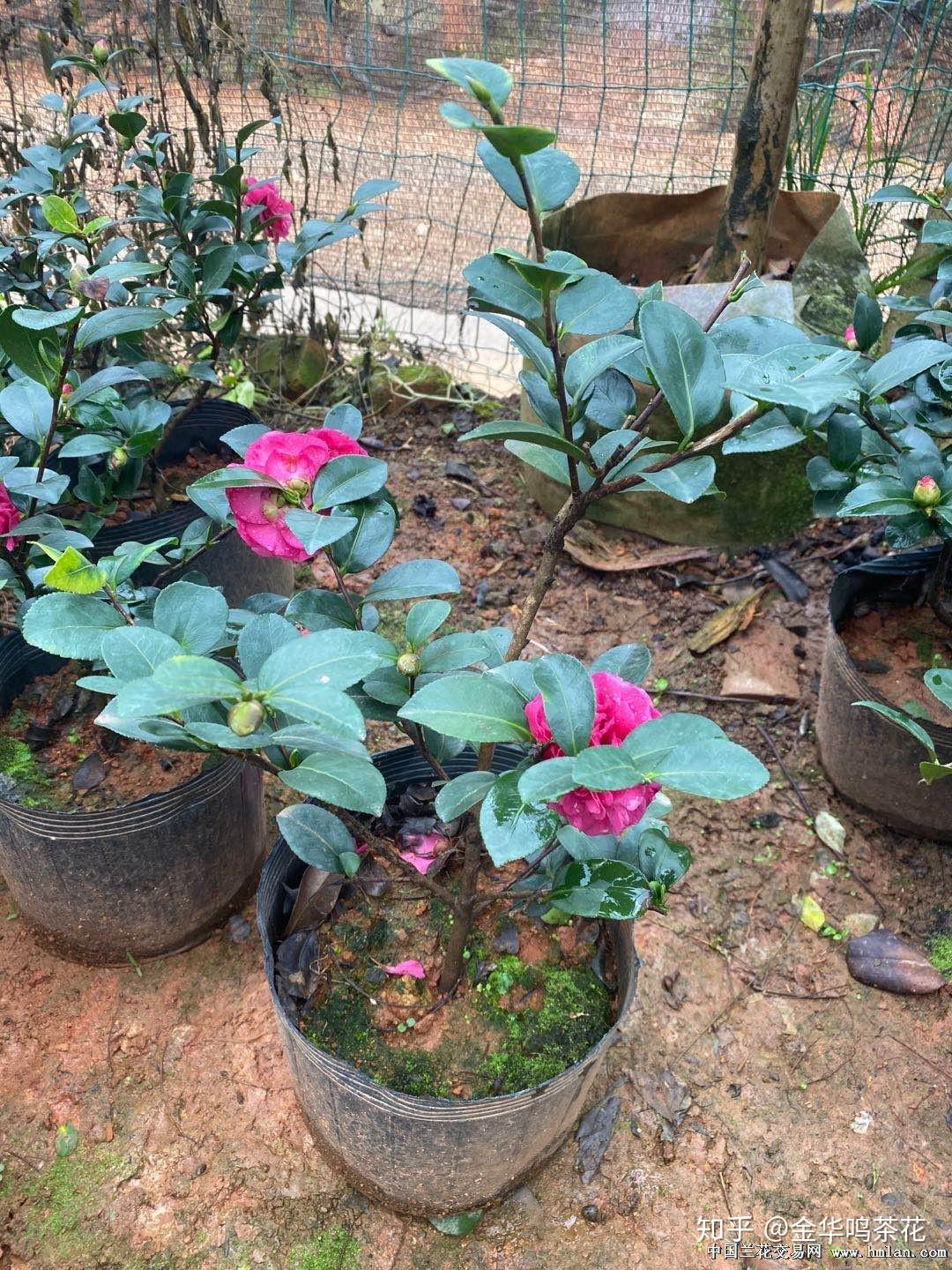 财神茶梅开花了 - 知乎