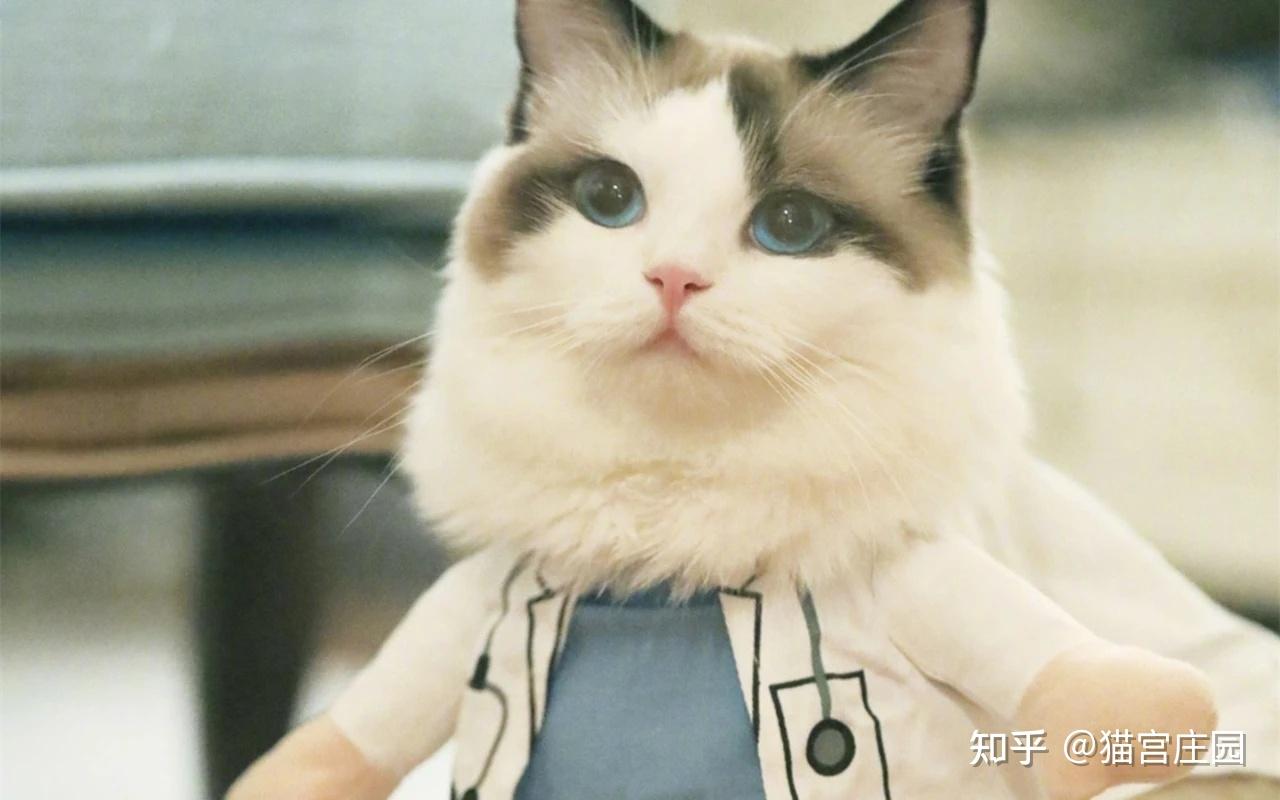 猫宫庄园对猫攻击行为的深度理解