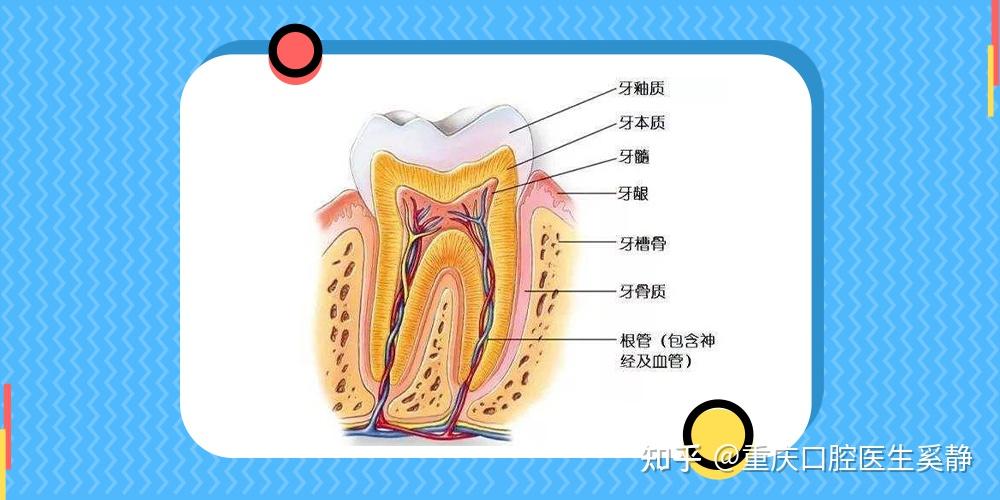 我们先来看看牙齿的结构那牙齿敏感的原因是什么呢?