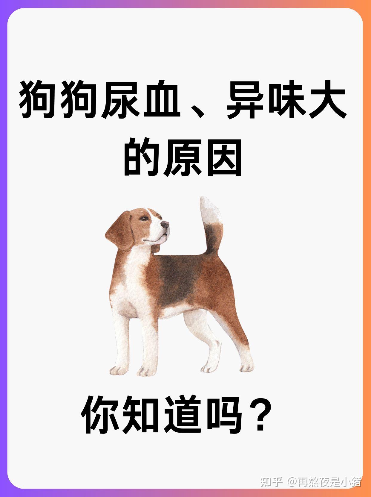 狗狗尿血是怎么回事图片