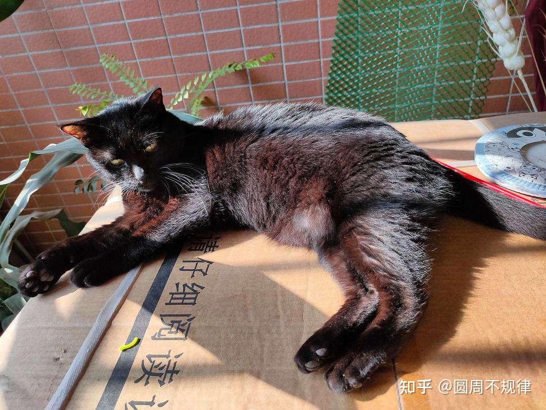 5,黑中带红的猫