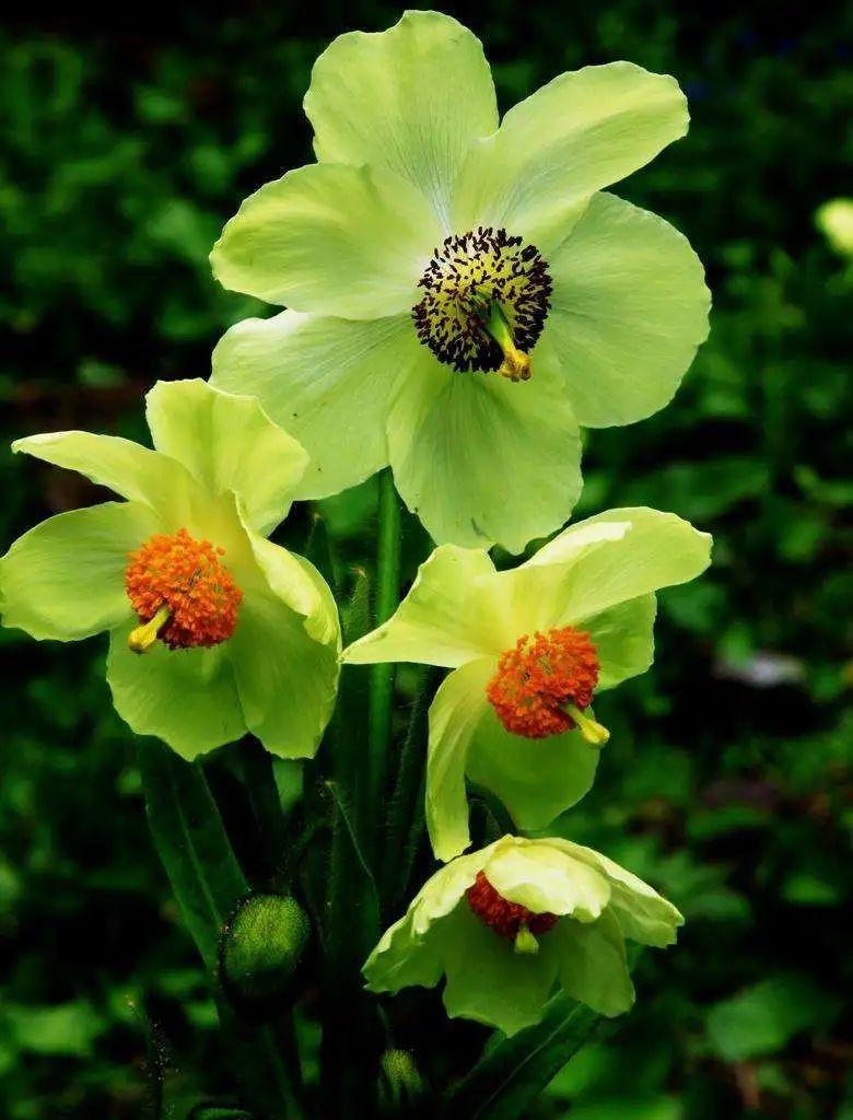 植库‖绿绒蒿——离天空最近的花- 知乎