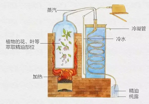 精油那些事儿5 关于精油的萃取 知乎