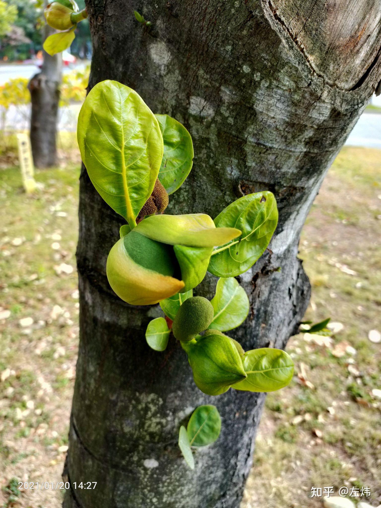菠萝蜜的雌花是个小果果