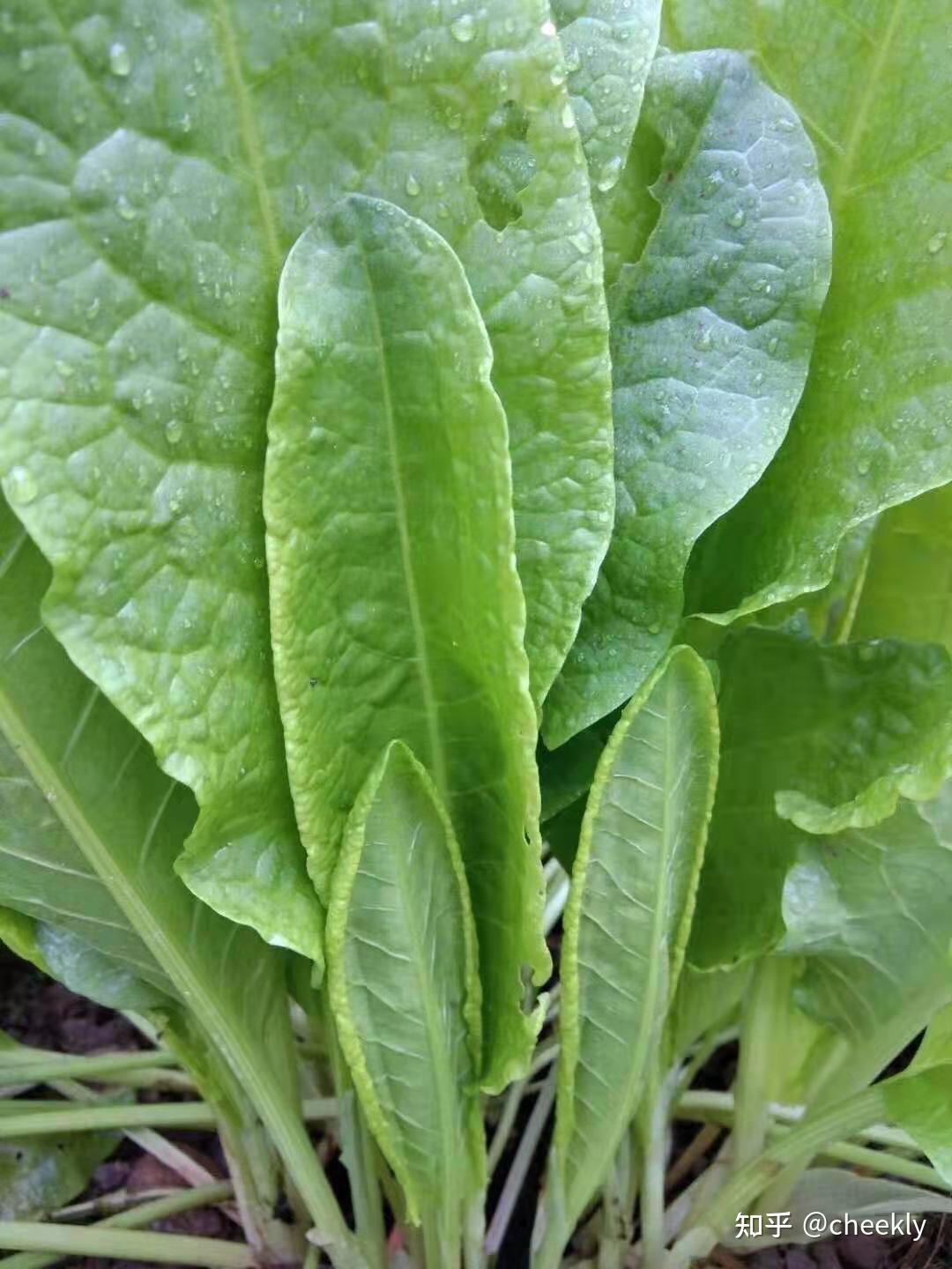 多年生宿根草本植物,蓼科酸模属.