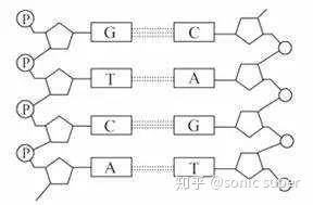 端粒与端粒酶1：如何让生命时钟维持平衡？ - 知乎