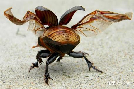 除了在海洋和极地,任何环境都可以发现甲虫,比如我们熟悉的金龟子
