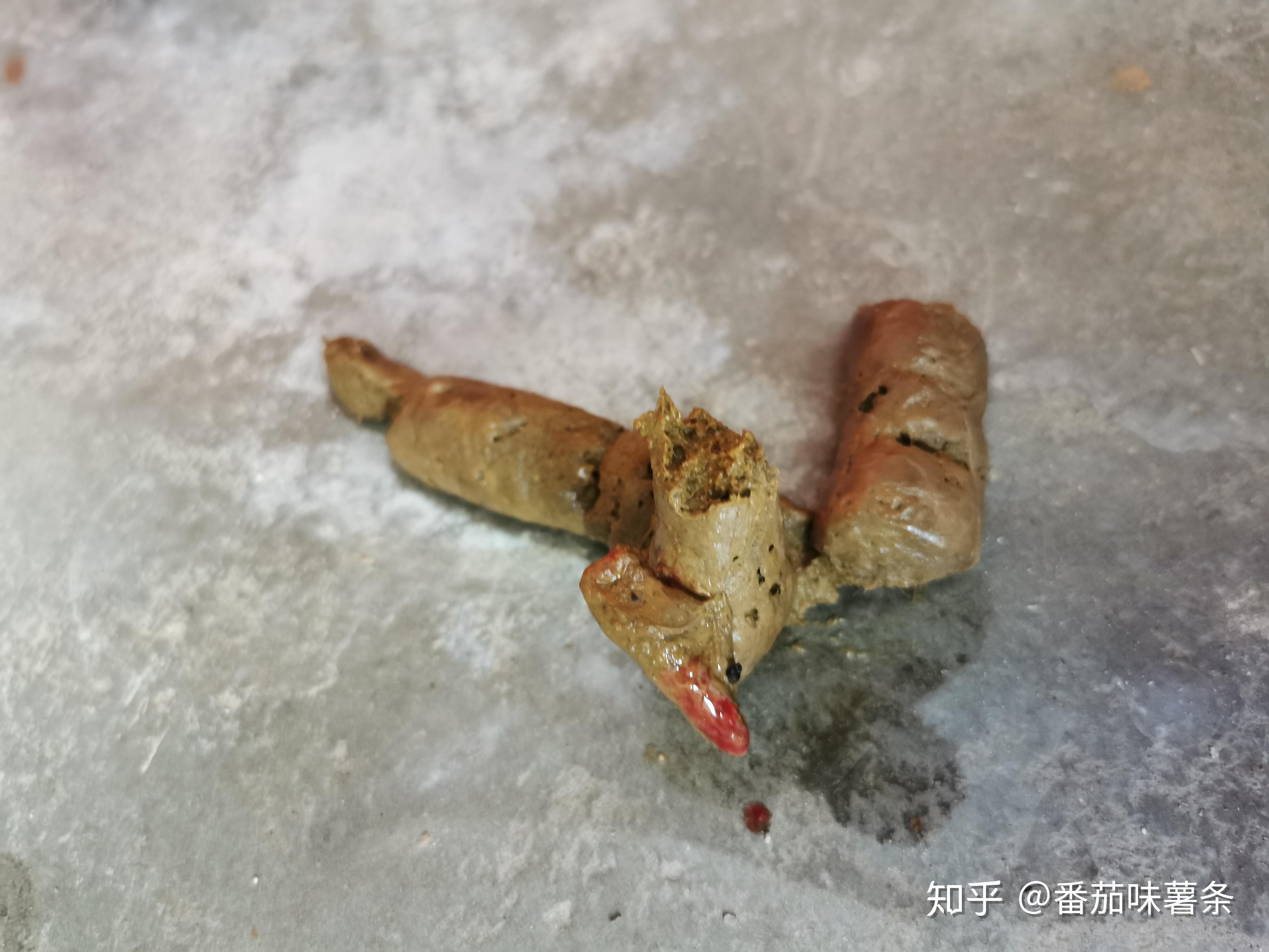 猫咪大便成型但末端有血怎么办?有图慎入