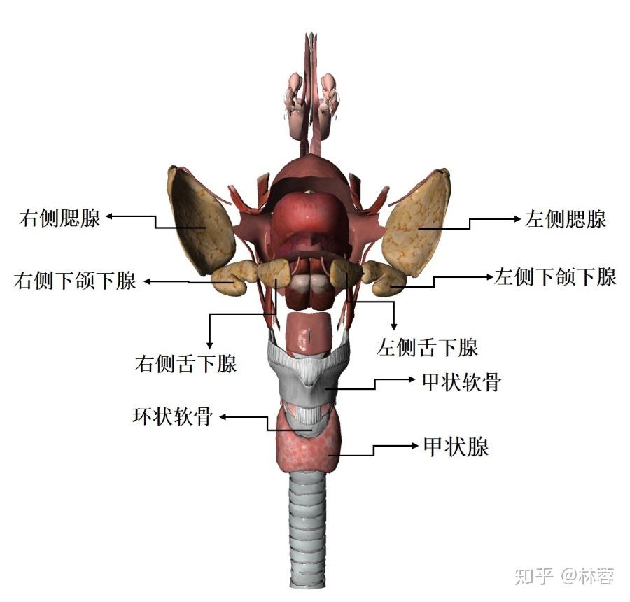 嘴巴与两侧耳朵之间)三,下颌下腺彩超检查的器官包括下颌下腺(下颌下