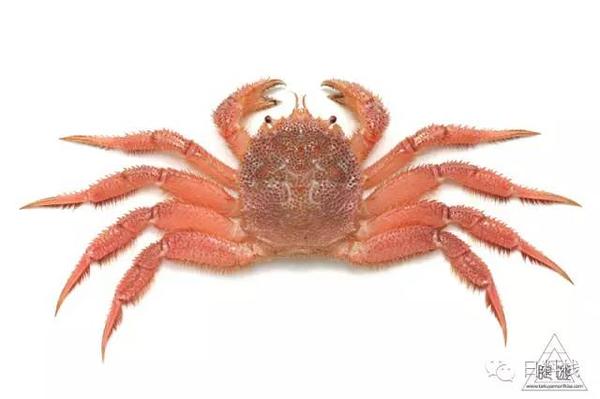 蟹蟹社会 在日本你想吃和不想吃的28种蟹都在这里 知乎