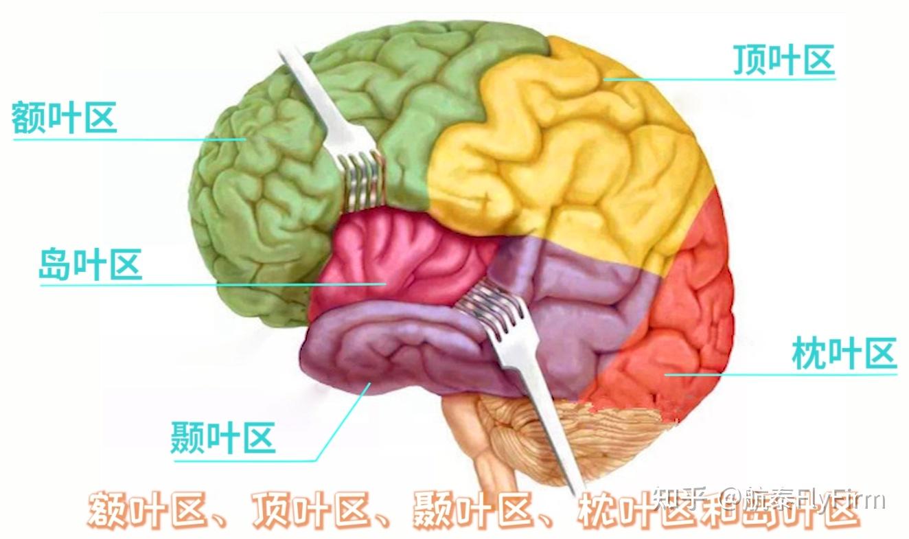 6.我们大脑的顶叶区掌管些什么功能呢? - 知乎