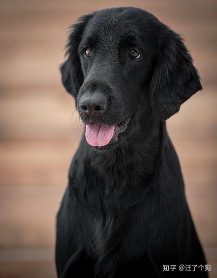 怎么给平毛寻回犬洗澡