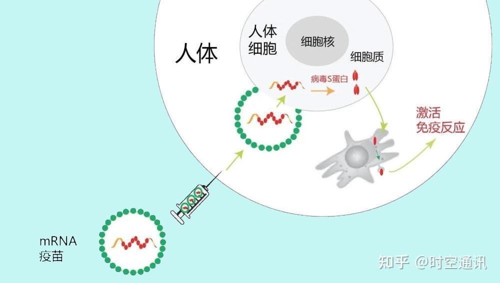 飢餓能治病餓幾天就能重啟人體免疫系統這種說法靠譜嗎