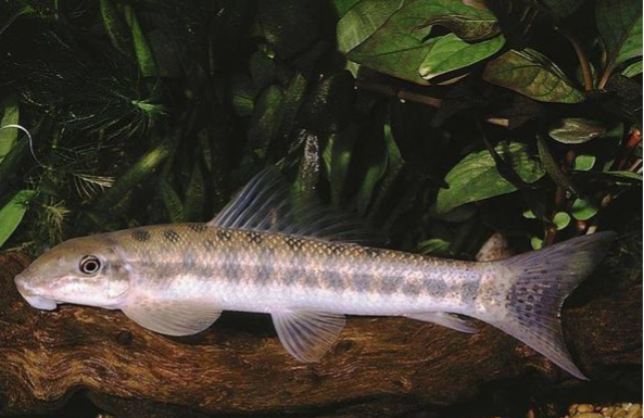 黑线飞狐鼠鱼素食鱼类,喂食喂得太