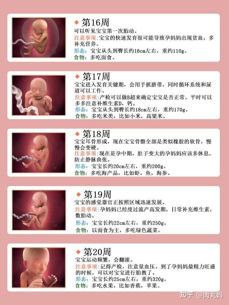 孕期1—40周胎儿发育全过程,准爸妈必看 - 知乎