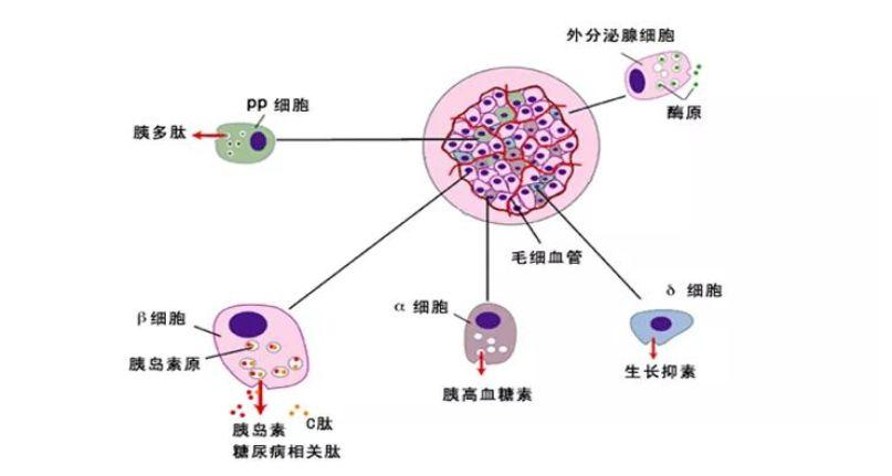 中科西部研究院胰島細胞技術將為幹細胞治療糖尿病帶來突破