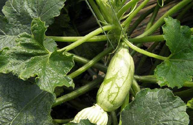 西葫芦根腐病的预防方法西葫芦烂根病用什么好西葫芦黄叶死苗用根小子