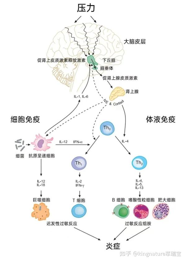 心理神经免疫学!揭秘加利福尼亚大学研究20年的成果 - 知乎