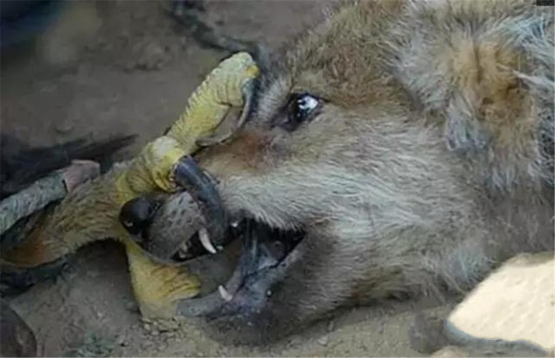 贺兰山现一猛禽追杀灰狼展翅23米长一翅就能把灰狼扇倒在地