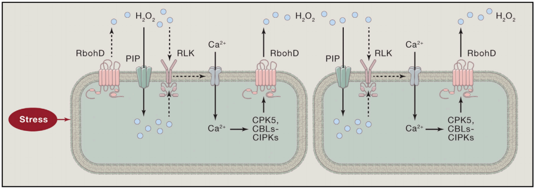 第二信使——钙离子（二） - 知乎