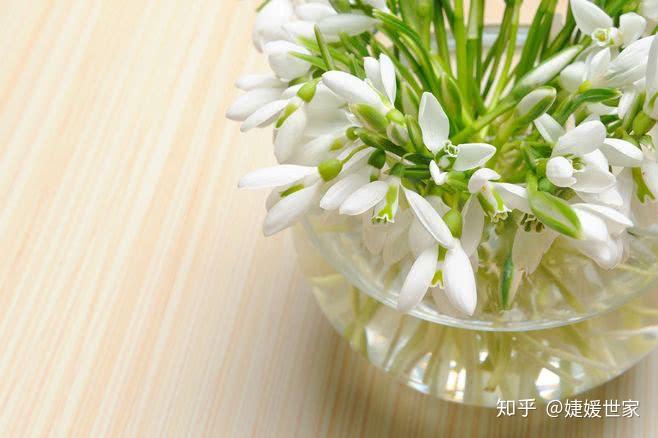 鲜花有了,你的花能活多久呢?你会养花吗? - 知乎