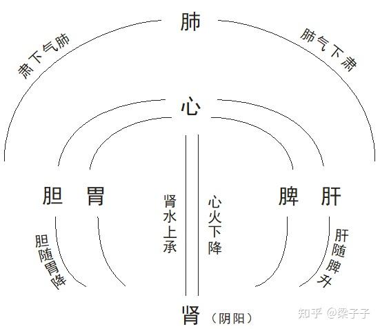 五脏气血循环示意图图片