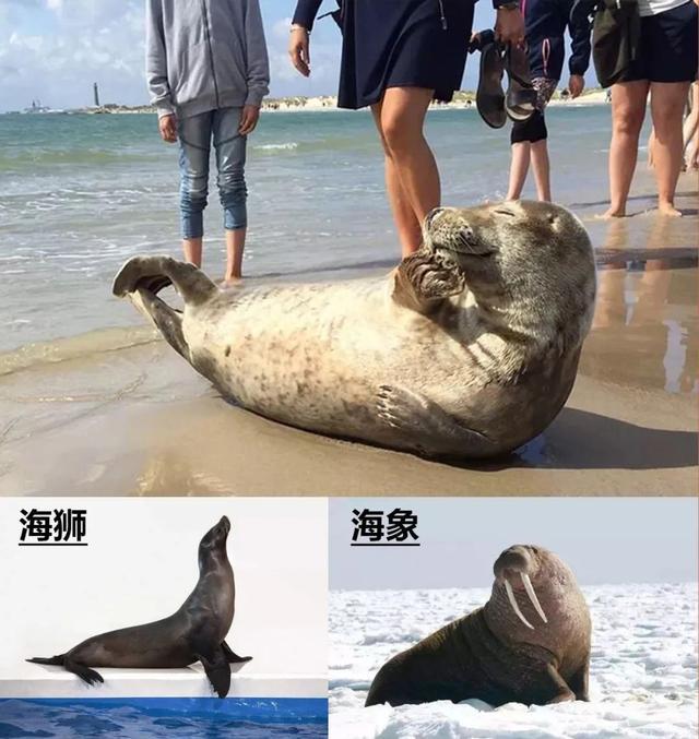身材也比较修长,水族馆里被训练表演的通常都是海狮;海豹明显是个铁