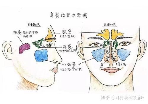 额窦气化图片