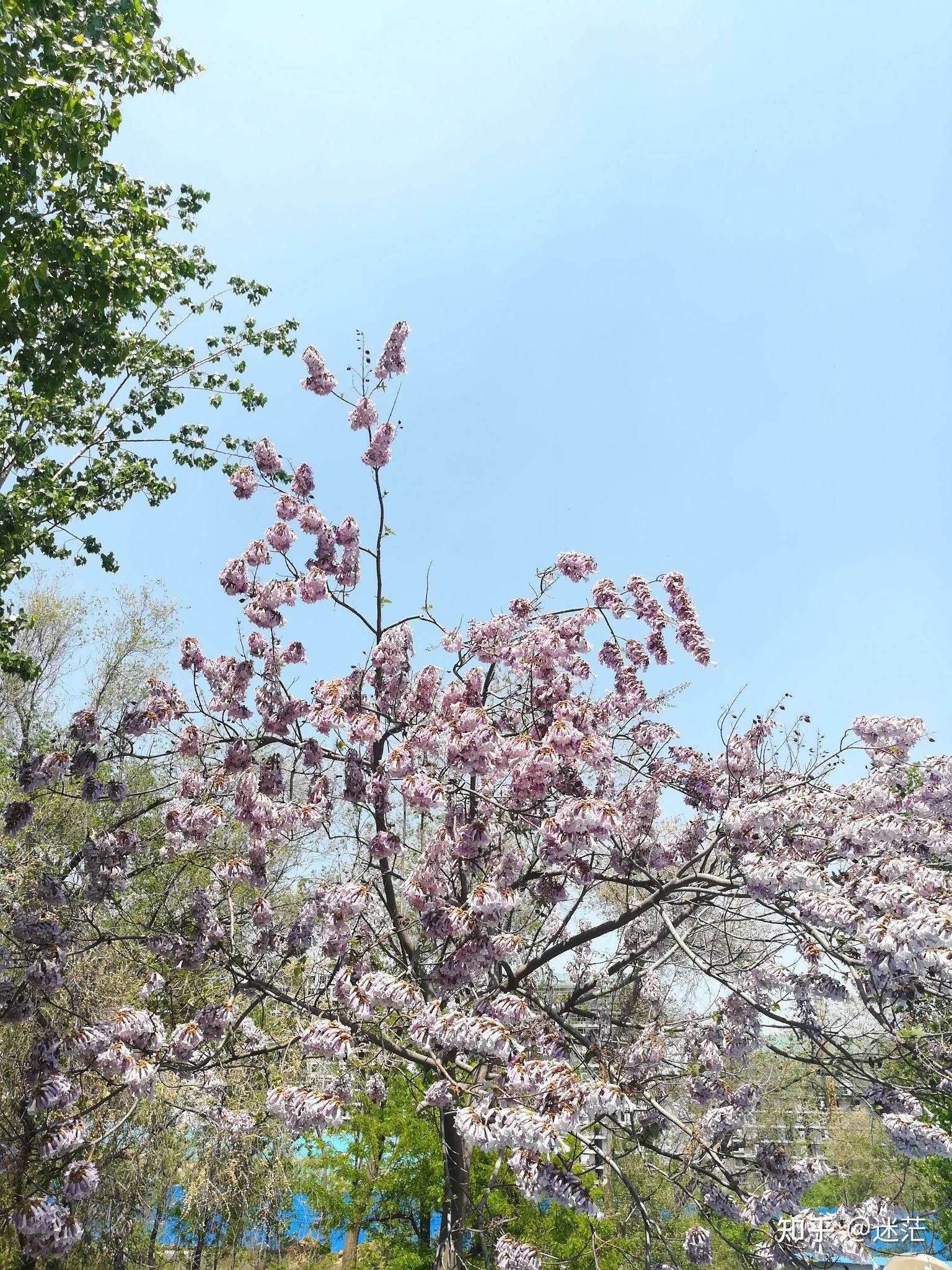 春天的梧桐树图片