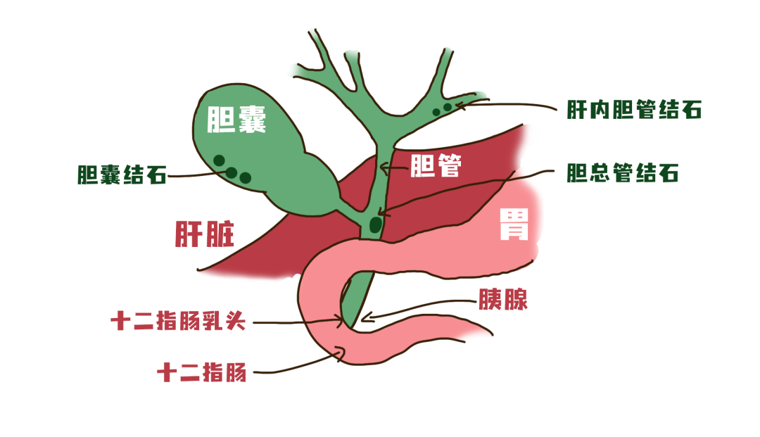 内肝外胆腿上的图片图片