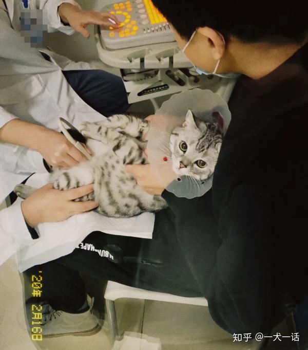 小佩事件 真相 漏电还是感应电 宠物饮水机还能用吗 知乎