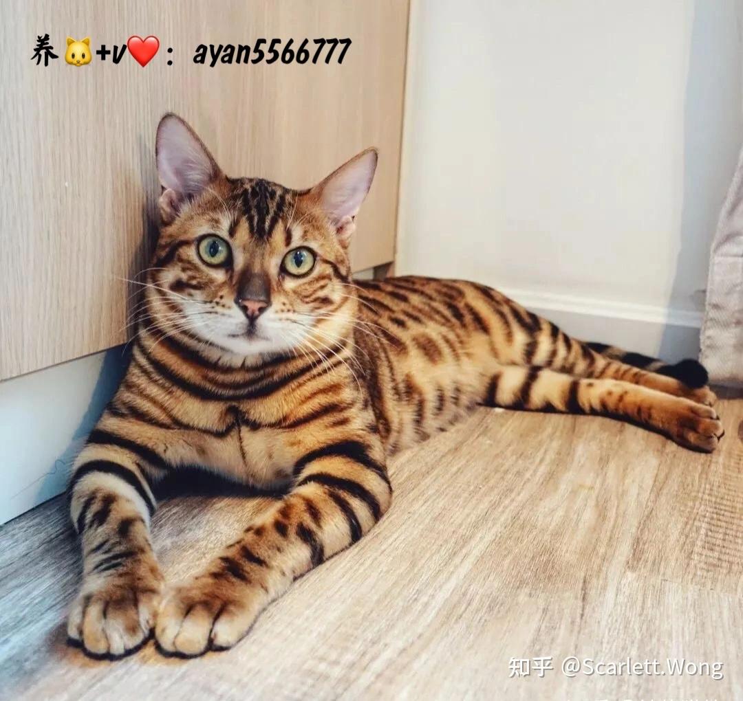 花猫 每天了解一种猫—狸花猫-被宠-专为宠物而生,宠物交流集结地- 被宠