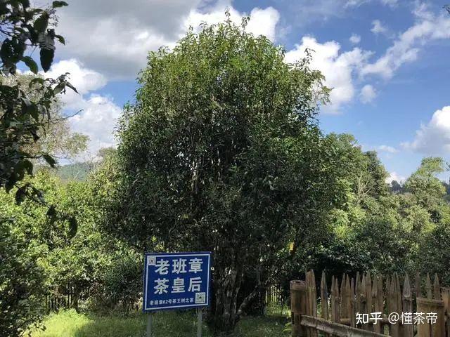 云南古茶树被立法保护!十大古树名茶,你喝过几个? - 知乎